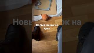 На даче появился новый забавный щенок. Такой маленький свинтус! 🤣 Весь пол в крошках от еды😉.