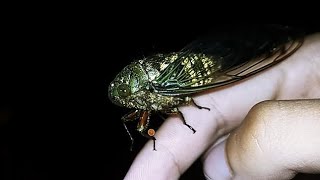 Cigarra da tribo Fidicinini (Cicadidae) - Informações importantes durante o vídeo