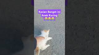 Nemukan Anak Kucing di Jalanan