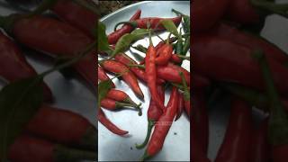 #homemade #farming #food #chilli #garden #asmr #organic #harvesting #cooking #haryana