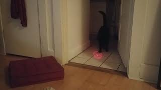 Cat scared of laser pointer