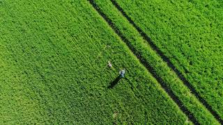 Dji Mavic mini - Belarus fields