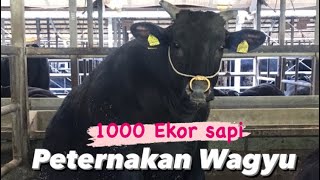 Peternakan Wagyu 1000 Ekor sapi Nagashima Kagoshima #japan #fypシ #wagyu #kagoshima #fypviral #fyp