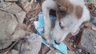 Dog Devours a Fish Feast #dog #dogs #funny