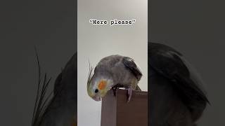 Cockatiel Asks For Scritches✨✨#cockatiel #scritches #shorts