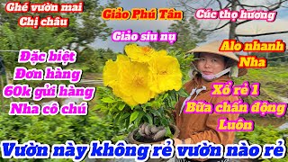 12-10☎️0942761163 gặp Châu🌲Vườn mai thanh lý xã hàng 60k 1 cây gửi hàng Giảo Phú Tân -Cúc thọ hương🌲