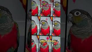 ❤️Crimson breasted conure parrots Willow & Ruby greencheek conures ❤️