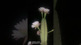 Цереус в цвету. Ночной кактус. Cereus.