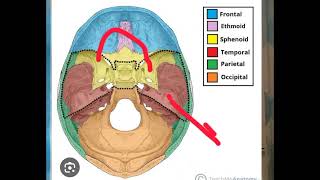 temporal bone|neurology lectures| Fcps part-1 preparation forum| rafiulllh lectures