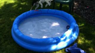 My dog's first time in the kiddie pool