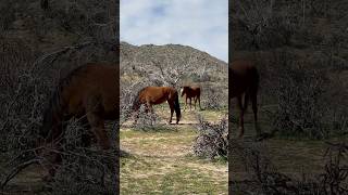 Peacefully Wild Horses #majestichorses #horsevideo #wildanimal #wildhorse #mustangs #asmr