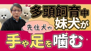 【犬のしつけ】多頭飼い・2頭目が色々噛む【悩み相談ライブ切り抜き】