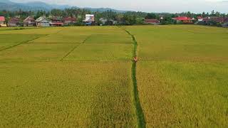 Indah Nya Sawa Di Kab. Barru Kilometer 93