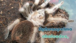 Tenemos Tarantula para el canal