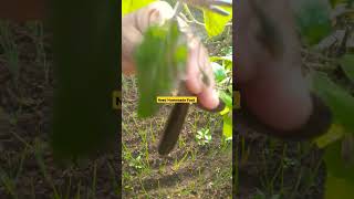 #homemade #farming #food #organic #harvesting #asmr #recipe #subscribe #shorts