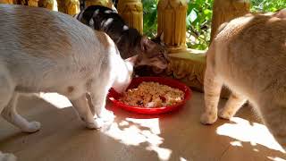 Mom cat eating food hungry after feeding milk for her beloved newborn baby