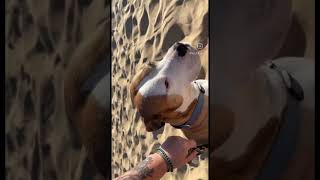 Happy dogs edit #shorts #happydogs #funnyshorts