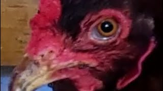 video of my chickens