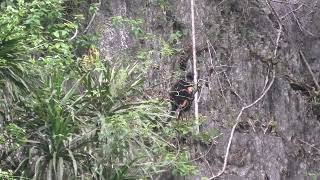 Hatinh Langur with Her Bright Orange Baby!