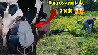 Aura es 4x4 fue a ordeñar vacas lecheras esto no lo sabías😱luego limpiamos este terreno vean esto😱