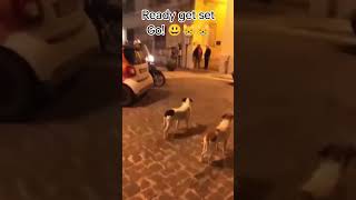 Ready Get Set Go #funny #dog #ytshorts #shorts