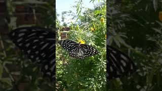 Common Mime Butterfly | Papilio clytia | Swallowtail Butterfly | Butterfly Of India