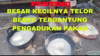 PROSES MERADUK PAKAN HARUS MERATA,AGAR TELOR BEBEK BESAR2