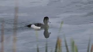 Rutland Water Ramble