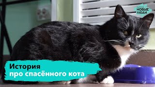 История про спасённого кота