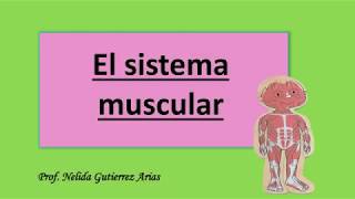 El sistema muscular