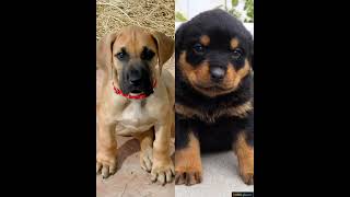 great Dane vs Rottweiler🤩 attitude status💞dogsplanet #shorts #greatdane #rottweiler