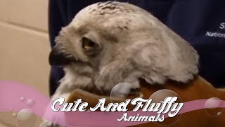 Lucky snowy owl survives crash with a bus!