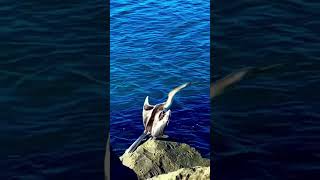 Australian sea bird cormorant #reels #birds #seabird #australia  #video