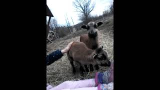 oswojone owce Cameroon sheep feeding #owce #kameruńskie #ranczo #zoo #karmienie #poland #funny