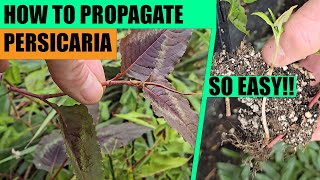 How to propagate Persicaria from cuttings