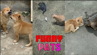 FUNNY PETS VIDEO'S 😂😂 #youtube #funnypets #funny