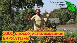 ЭТИ БАРХАТЦЫ НЕ ВЫБРАСЫВАЙТЕ! Сделайте ТАК СЕЙЧАС, а весной СКАЖЕТЕ МНЕ СПАСИБО.