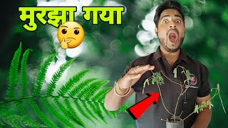 Hamne khoja एक अनोखा पौधा और वो मुरझा गया 🤔 unique plant @dsbhr-experiment @MRINDIANHACKER