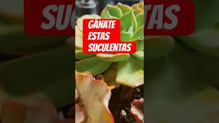 Suculentas gratis #plantas #sorteo #parati #jardines #viral #cosasdeljardin