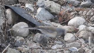 Dark-eyed (Oregon Pink-sided) Junco