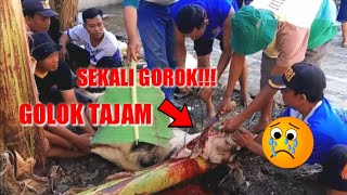 SEKALI TEBAS HEWAN QURBAN MATI - IDUL ADHA 2019