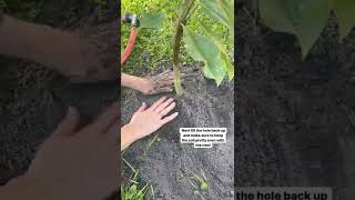 How to Plant a Potted Plant Outdoors