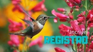 INCRÍVEL: BEIJA-FLOR EM BUSCA DO NECTAR/ IMAGENS IMPRESSIONANTE NATUREZA