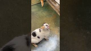 This cat drinks milk straight from the cow.