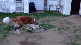 Brown Belt Boss training White Belt Spanky.