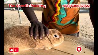 Rabbit Breeding Stock Selection GUIDE || A Complete Guide for SUCCESS in Commercial Rabbit Farming