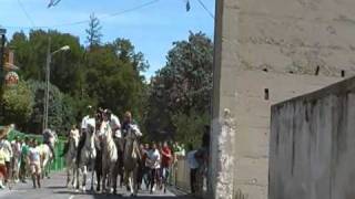 taureaux camargue