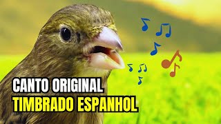 CANTO ORIGINAL de TIMBRADO ESPANHOL para ENCARTE de FILHOTES (6 Blocos de 20’ com pausas de 10’)