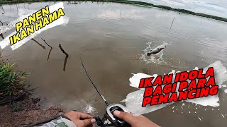 Ikan Hama yang Membuat Pemancing Tergila-gila