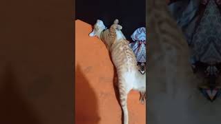 jedag Jedug Kucing Oren - Kucing Oren Bar Bar kumpulan jedag jedug kucing oren